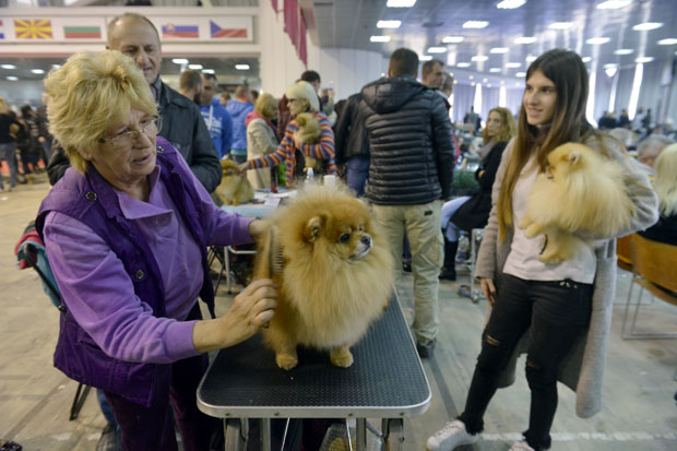 Београдски сајам: Пистом шетало више од 1.000 паса (ФОТО)